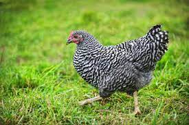 Check spelling or type a new query. Plymouth Rock Chicken Breed Guide Know Your Chickens