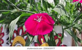 Image result for Caryophyllaceae