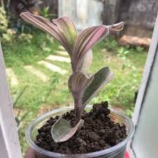 It's more pink than its cousin lilac, with thick fuzzy leaves and gorgeous color. Tradescantia Pallida Pink Stripe Purple Heart Spiderwort Pink Stripe Uploaded By Jillycinderelly