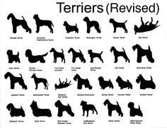 35 Best Dogs Images Dogs Pets English Bull Terriers