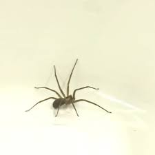 We did not find results for: Doctors Warn Of Dangerous Spiders Common In Tennessee Wztv