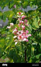 Image result for Bauhinia monandra
