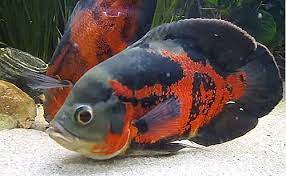 Great Article On Tiger Oscar Cichlid If You Have A Larger Aquarium And You Re Looking For An Easy To Care Tiger Oscar Fish Oscar Fish Tropical Freshwater Fish