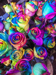 See more ideas about rainbow, rainbow pictures, rainbow wallpaper. Rainbow Flower Pictures Download Free Images On Unsplash