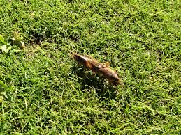 Fill a small container with nine parts water to one part molasses and cover the top with canola oil. Mole Cricket Nuturf