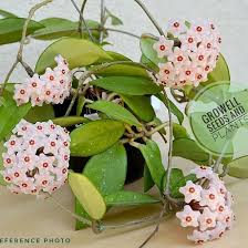 Bella, miniature wax plant, is a dwarf best grown in a basket; Growell Seeds Wax Plant Hoya Carnosa Vine Indoor Facebook