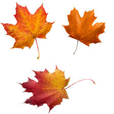 Desene de colorat crizanteme de colorat, plansa de colorat crizanteme de colorat, planse de colorat crizanteme de colorat, fise de colorat cu crizanteme de. Toamna Frunze Luciu Imagine GratuitÄƒ Pe Pixabay