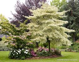 Common flowering trees can provide us with all these things. Statement Plants For Your Garden Garden Gate