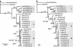 Image result for Limosella capensis