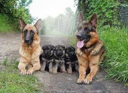 ⬇ descargue fotos de pastor alemán ✔ gran banco de imágenes de stock ▶ millones de fotos sin royalties de la mejor calidad a precios asequibles. Fotomontage Pastor Aleman Pixiz