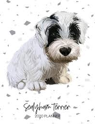 Developed in wales in the 1800's to help hunt. Sealyham Terrier 2020 Planner Dated Weekly Diary With To Do Notes Dog Quotes Awesome Calendar Planners For Dog Owners Pedigree Puppy Breed Books Topwuff 9781711398389 Amazon Com Books