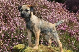 Image result for border teriér