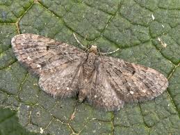 Image result for Eupithecia tripunctaria