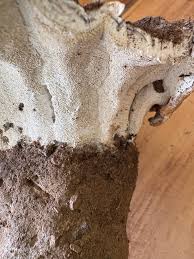 Image result for Macrotyloma rupestre × densiflo