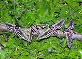 Image result for Sphinx ligustri