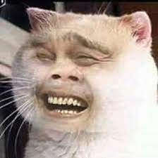 Quand On M Avoue Des Sentiment Funny Animal Memes Cute Cat Memes Animal Memes