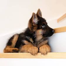 Find local goldendoodle puppies for sale and dogs for adoption near you. Puppies For Sale Text 530 Labrador Golden Retriever And German Shepherd Puppies For Sale Facebook