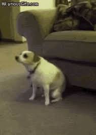 Dog Dancing Gif Dog Dancing Discover Share Gifs