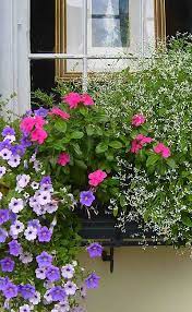 More Memories From Charleston Sc Window Box Flowers Window Box Garden Window Boxes