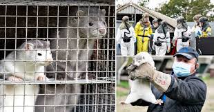 January 5, travellers from the uk are banned from entering chile. Travel From Denmark Banned Over Coronavirus Outbreaks In Mink Farms Metro News