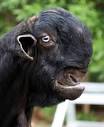 The Most Beautiful Goat - Damascus Goat | Featured Creature
