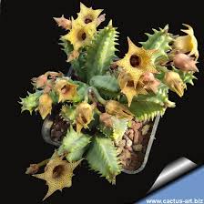 Image result for Huernia thuretii