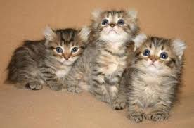 Other cat breed profiles listed. Highlander Cat Cat Breed Selector