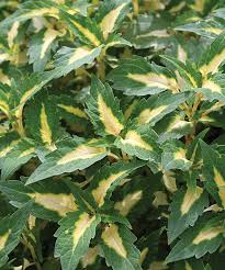 Image result for Coleus welwitschii