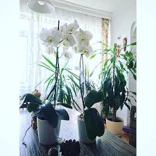 New The 10 Best Home Decor With Pictures Tuyden Hafif Olurum Boyle Sabahlar Karsi Damda Bir Gunes Parcasi Icimde Kus Civi Home Art Home Decor Home Goods