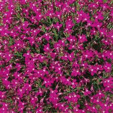 Image result for foto Lobelka