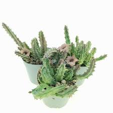 Image result for Huernia hislopii