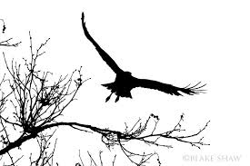 Black And White Spotted Bird With Red Neck Red Tailed Hawk Silhouette Hawk Silhouette Silhouette Tattoos Bird Silhouette Tattoos