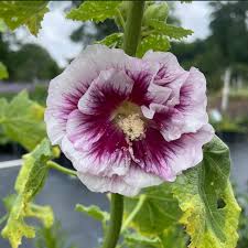 Image result for Alcea rosea