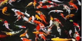 Arti mimpi menangkap ikan bersisik. Kaleidoskop 2020 Ikan Hias Populer Ada Cupang Sampai Killifish Halaman All Kompas Com