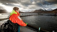 Faroe Islands may introduce their own “salmon tax” later this year