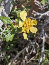 Image result for Polystachya tridentata