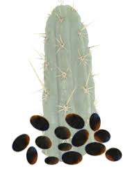 Peruvianus), the bolivian torch (t. San Pedro Seeds Grow Kits Mushroom Cultivation Smart Shop