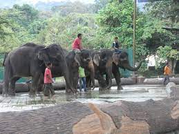 Day trip to kuala gandah elephant sanctuary2. National Elephant Conservation Centre Necc Where Rescued Elephants Called Home Reviews Photos Kuala Gandah Elephant Sanctuary Tripadvisor