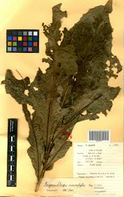 Image result for Argomuellera