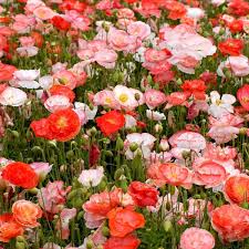 How to use breadseed poppies. Shirley Poppy Double Mix Seeds The Seed Collection