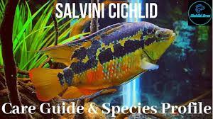 The salvini cichlid is a gentle community species with subtle gold and red colors with a black checkerboard pattern. Salvini Cichlid Care Guide Species Profile Youtube