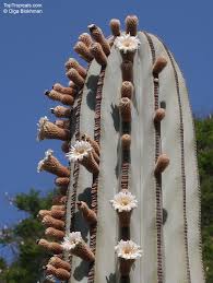 Image result for Pachycarpus concolor