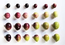 Rodzaje Oliwek Olive Fruit And Veg Types Of Olives