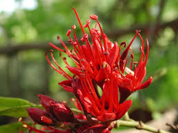 Image result for Schotia brachypetala