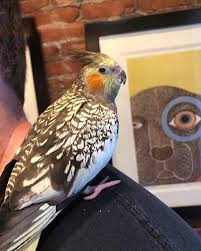 In addition our facility is equipped with 6 highly trained veterinarians, dentistry, and surgical suite. Exotic Pet Vet In Boston Ma Back Bay Veterinary Clinic