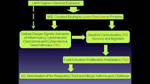 Kristie Sullivan Adverse Outcome Pathways