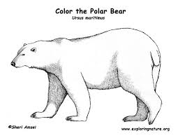Polar pair copy send share send in a message, share on a timeline or copy and paste in your comments. Polar Bear Coloring Page Exploring Nature Educational Resource Polar Bear Outline Polar Bear Coloring Page Polar Bear Color