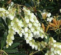 Jul 30, 2021 · water pieris japonica once per week during spring, summer and fall to prevent the soil from drying out completely. Mountain Snow Pieris 2 Gallon Shrub New Arrivals Gardener Direct