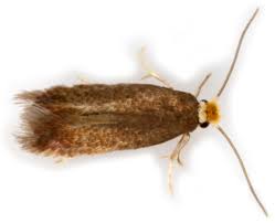 Image result for Stigmella roborella