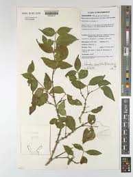 Image result for Warneckea sansibarica